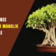Peepal Tree Puja for Manglik Marriage