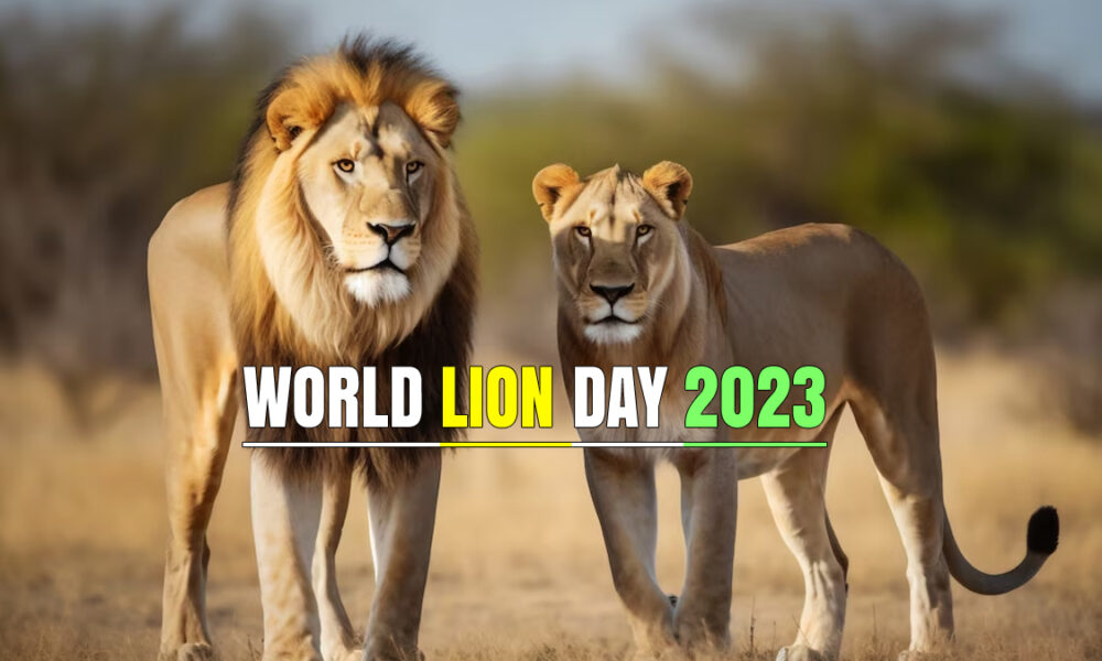 World’s Lion Day 2023 Know Date, history, significance and celebration